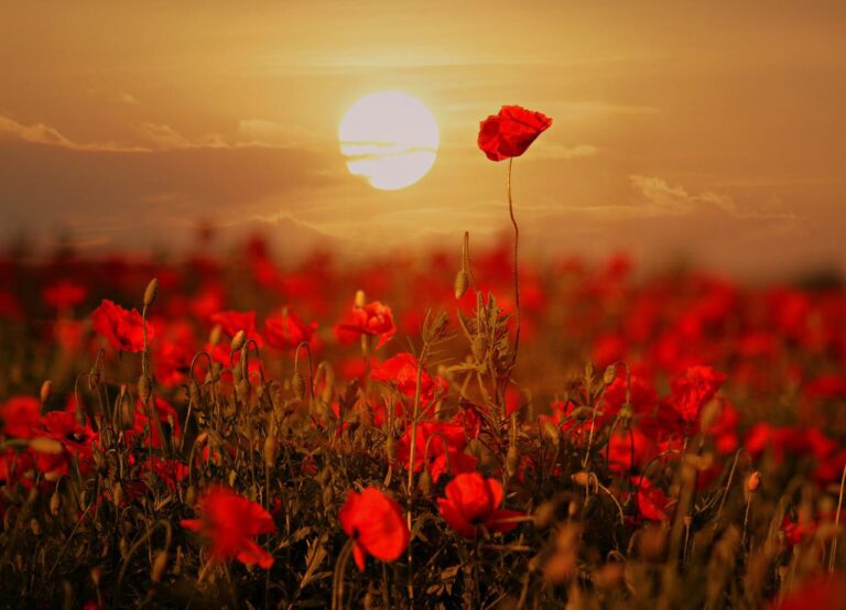 poppies, red, plain-3548765.jpg